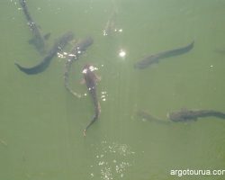 Cat-fish in cooling pond