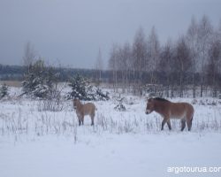 Wild Przewalski's Horse at Exclusion Zone